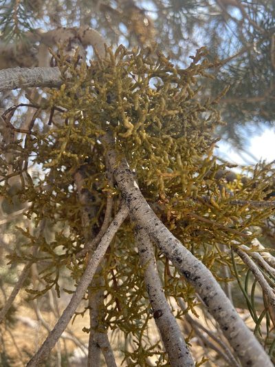 Arceuthobium divaricatum, photographed by Rochelle Davis