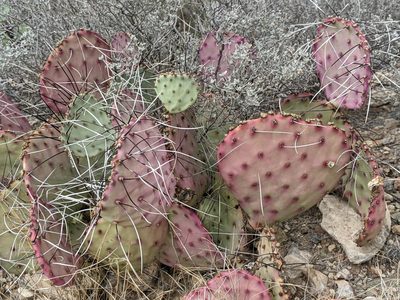 Opuntia azurea, photographed by Benjamin Burgunder