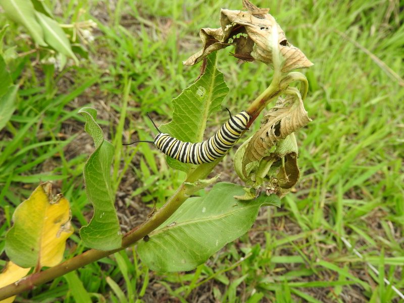 Asclepias pratensis, photographed by Oscar Alejandro Morales Juárez