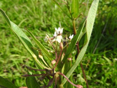Asclepias pratensis, photographed by Oscar Alejandro Morales Juárez