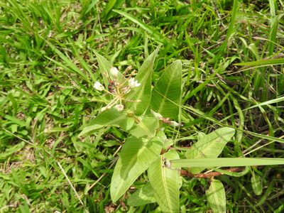 Asclepias pratensis, photographed by Oscar Alejandro Morales Juárez