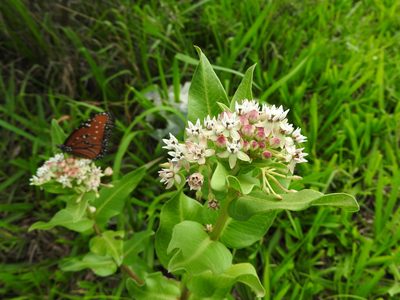 Asclepias pratensis, photographed by Oscar Alejandro Morales Juárez