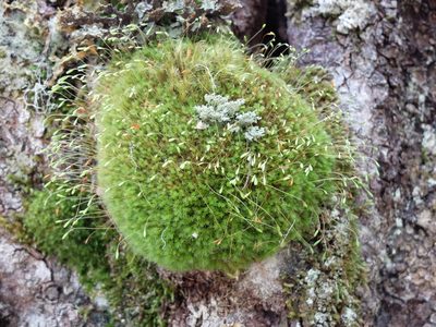 Leptostomum inclinans, photographed by Alice Shanks