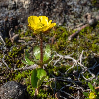 Ranunculus nivalis, photographed by Piotr Lukasik