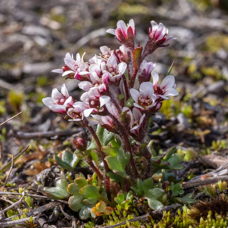 Saxifraga hyperborea, photographed by Piotr Lukasik