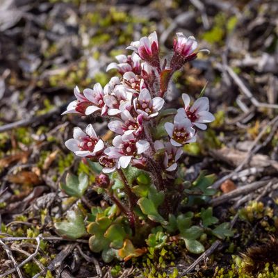 Saxifraga hyperborea, photographed by Piotr Lukasik