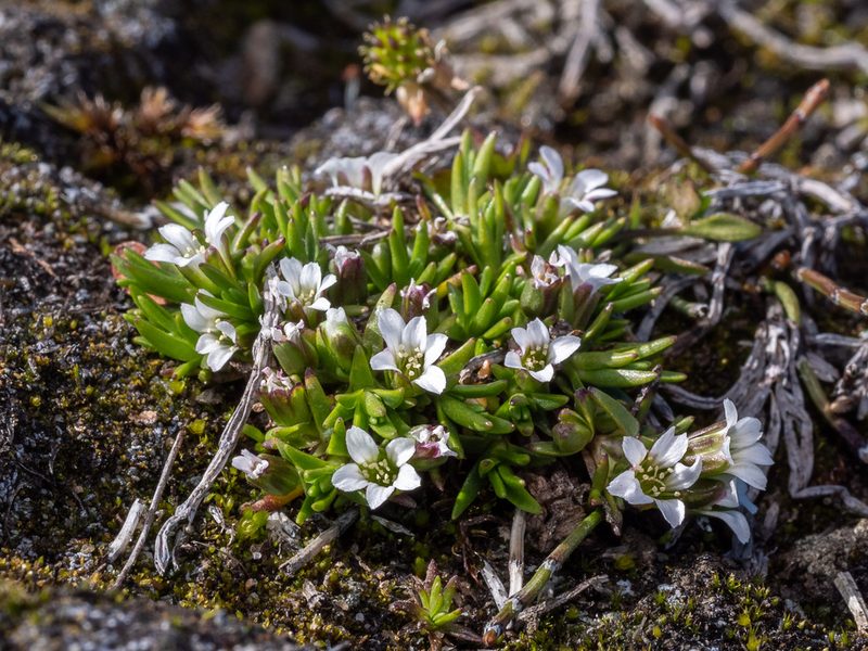 Arenaria pseudofrigida, photographed by Piotr Lukasik