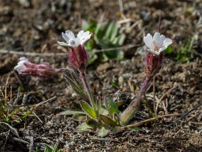 Silene involucrata, photographed by Piotr Lukasik