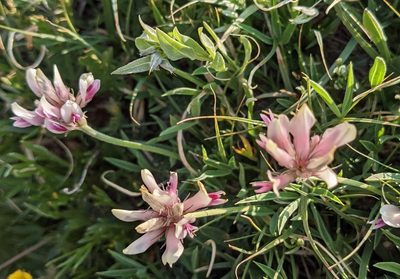 Trifolium dasyphyllum, photographed by mattmsa