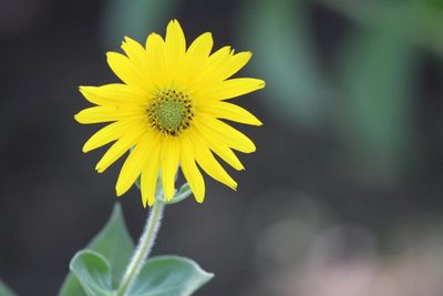 Helianthus mollis, photographed by Clay