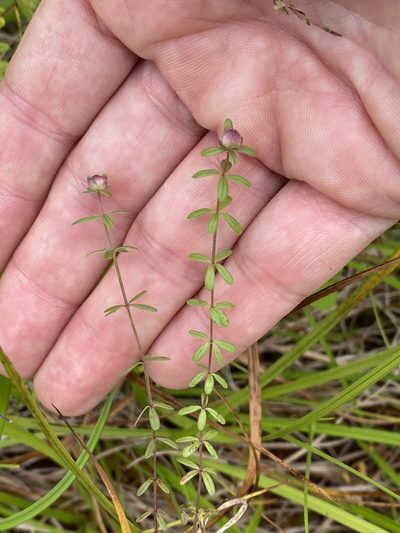 Hydrogalium labradoricum, photographed by maureen_c-m