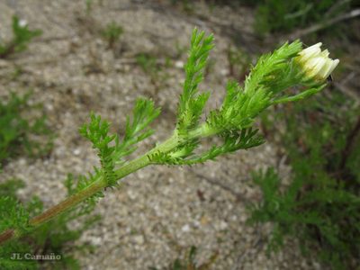 Cladanthus mixtus, photographed by José Luis Camaño
