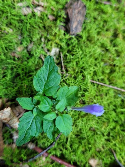 Scutellaria saxatilis, photographed by Daniel Washburn