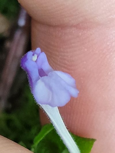 Scutellaria saxatilis, photographed by Daniel Washburn