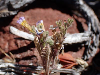 Phacelia bicolor, photographed by Martin Purdy