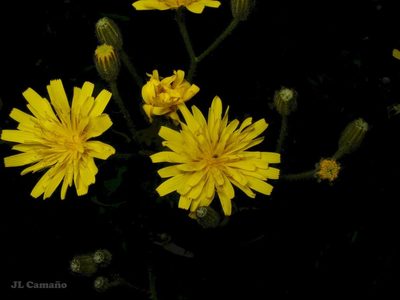 Crepis lampsanoides, photographed by José Luis Camaño