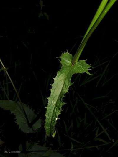 Crepis lampsanoides, photographed by José Luis Camaño