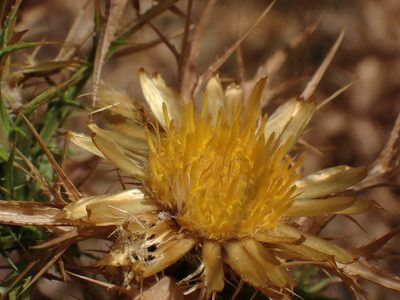 Carlina corymbosa, photographed by Albert Cardona