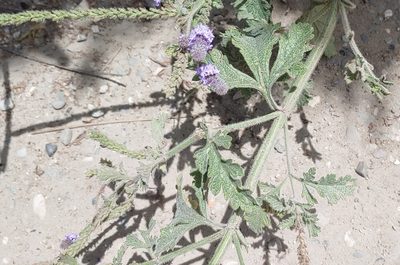 Verbena lasiostachys, photographed by Tom and T Herman