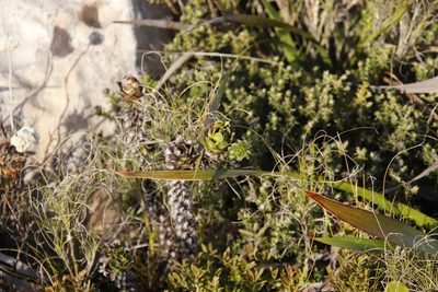 Oedera imbricata, photographed by Tony Rebelo