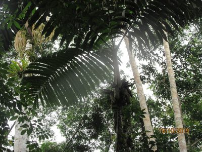 Wettinia augusta, photographed by Jared Shorma