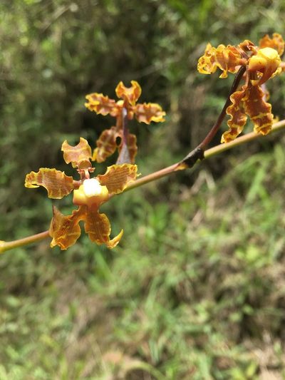 Cyrtochilum divaricatum, photographed by margaritarestrepou