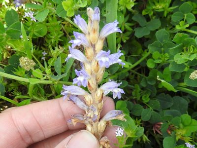 Orobanche ramosa, photographed by Sam Kieschnick