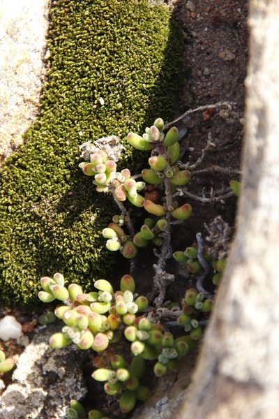 Rosulabryum torquescens, photographed by Tony Rebelo