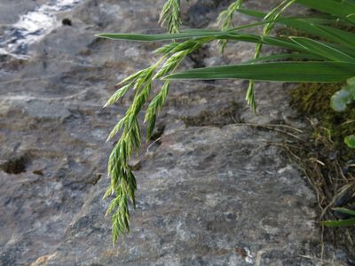 Poa novae-zelandiae, photographed by John Barkla