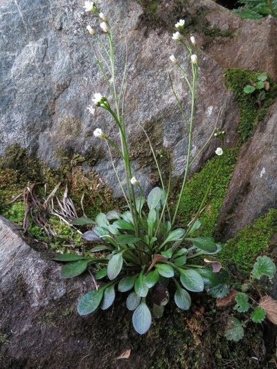 Cardamine dimidia, photographed by John Barkla