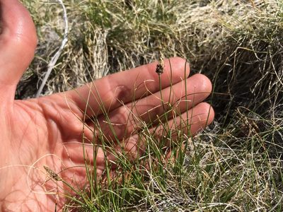 Carex filifolia, photographed by Martin Purdy