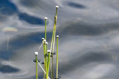 Eriocaulon aquaticum, photographed by Jay Pruett
