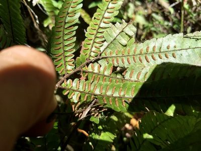 Adiantum pulverulentum, photographed by Obed Palagot Echavarria