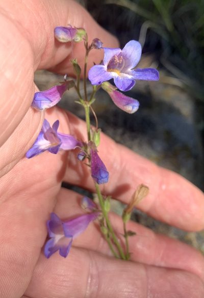 Penstemon inflatus, photographed by Northcut