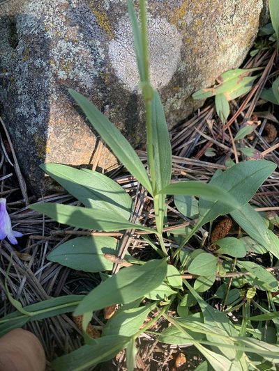 Penstemon inflatus, photographed by Northcut