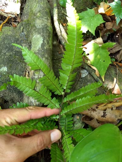 Adiantum tetraphyllum, photographed by Obed Palagot Echavarria