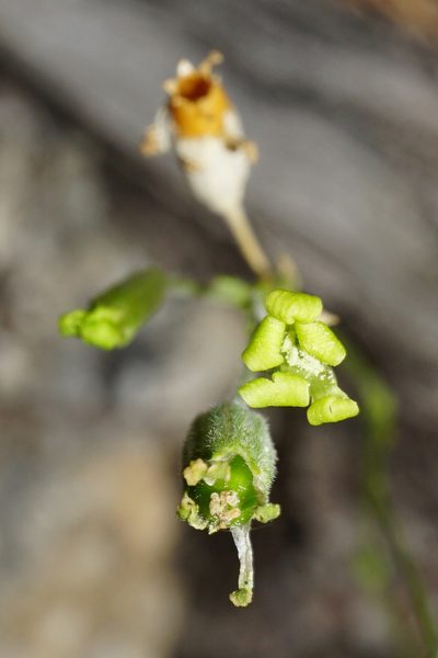 Silene flavescens, photographed by Patrick Hacker