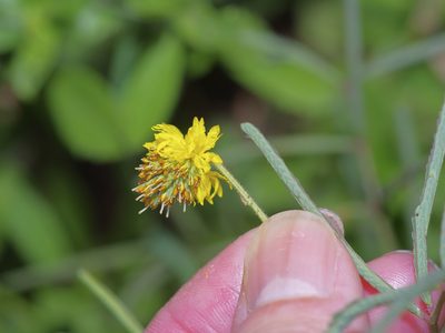 Neptunia pubescens, photographed by Michelle W. （鍾偉瑋）