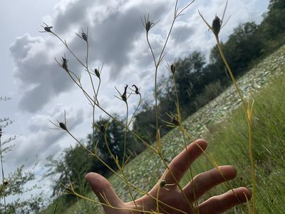 Sabatia grandiflora, photographed by natalie