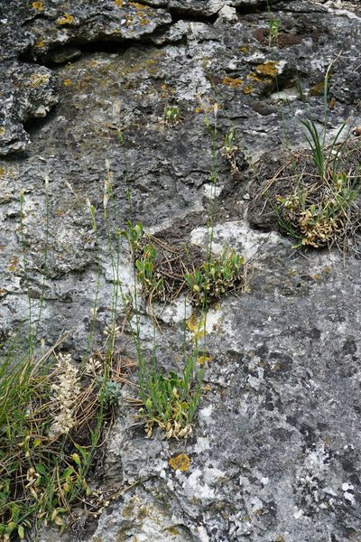 Silene flavescens, photographed by Patrick Hacker