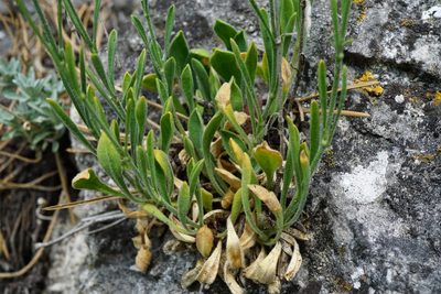 Silene flavescens, photographed by Patrick Hacker