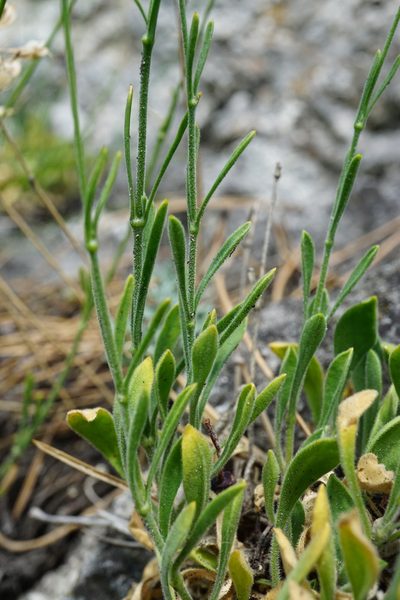 Silene flavescens, photographed by Patrick Hacker