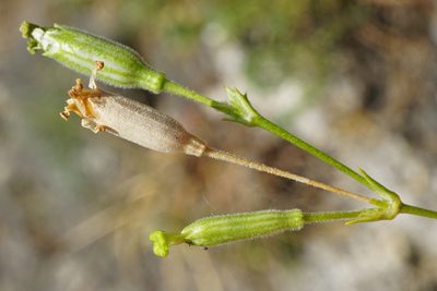 Silene flavescens, photographed by Patrick Hacker