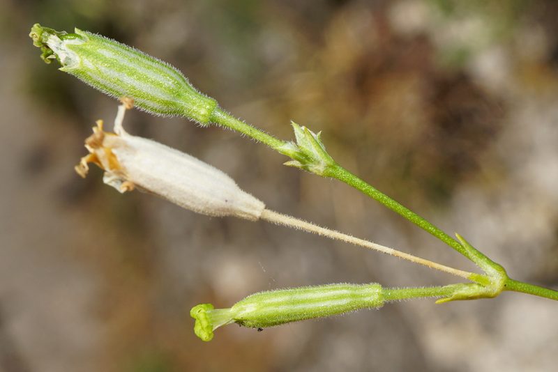 Silene flavescens, photographed by Patrick Hacker