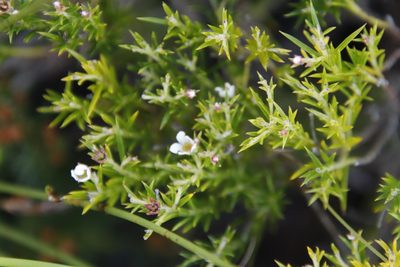 Diosma hirsuta, photographed by Tony Rebelo