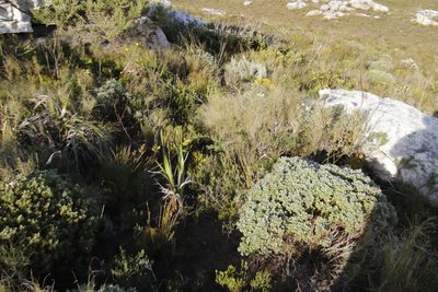 Podalyria racemulosa, photographed by Tony Rebelo