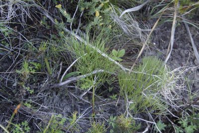 Nanobubon strictum, photographed by Tony Rebelo