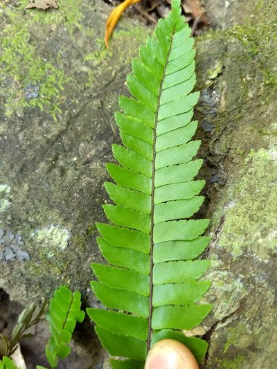 Adiantum tetraphyllum, photographed by Obed Palagot Echavarria
