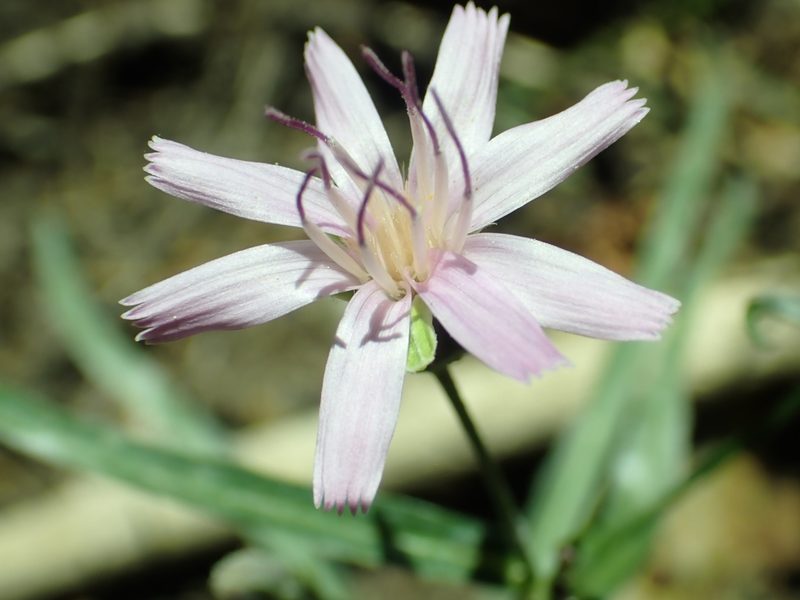 Stephanomeria lactucina, photographed by Steve Woodward