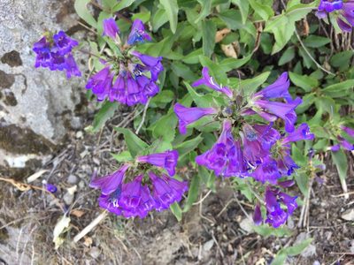 Penstemon serrulatus, photographed by Old Goat